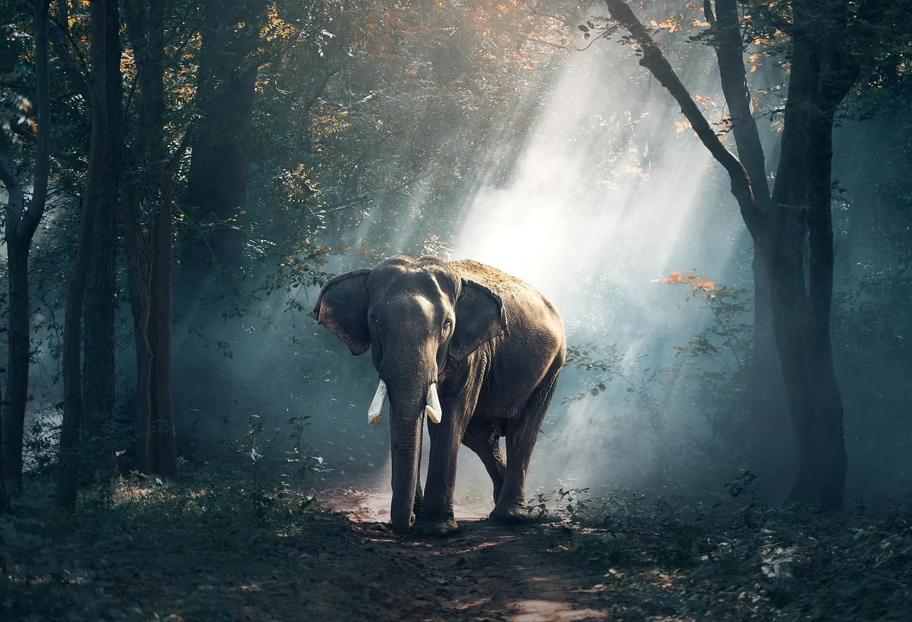 Wild elephant