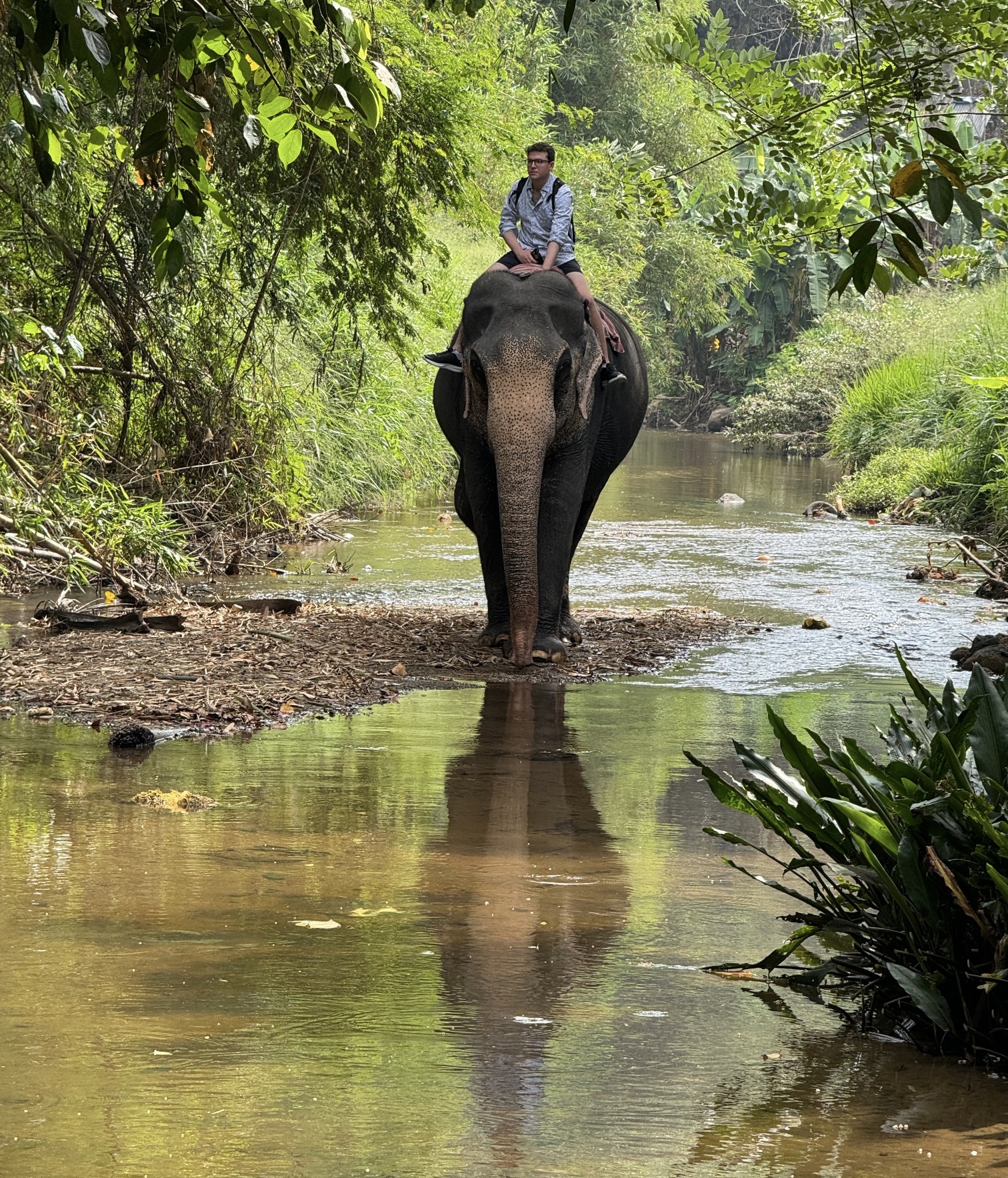 Elephant ride